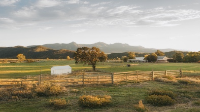 bluebird gap farm