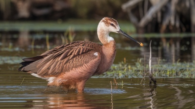 great dismal swamp national wildlife refuge